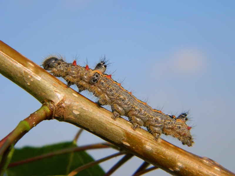 Larva di Clostera anastomosis - Notodontidae